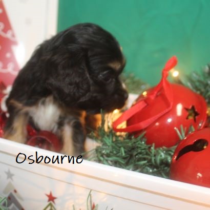 puppy, for, sale, Cocker Spaniel, Joe & Cherri  Overlease, dog, breeder, Miller, MO, dog-breeder, puppy-for-sale, forsale, nearby, find, puppyfind, locator, puppylocator, aca